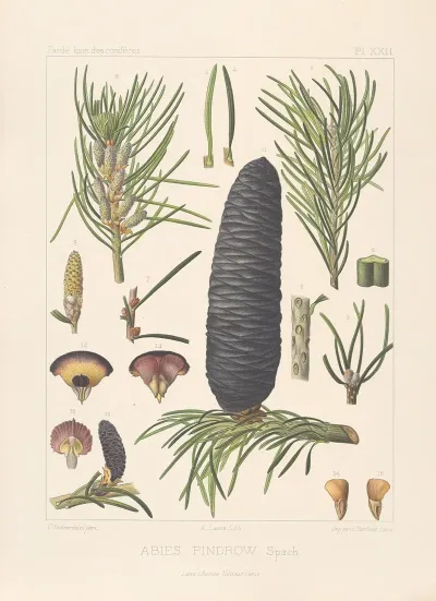 Iconographie Des Coniferes Pl 12