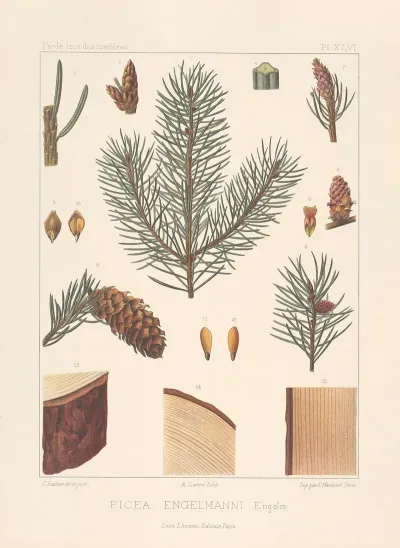 Iconographie Des Coniferes Pl 13