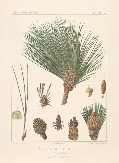 Iconographie Des Coniferes Pl 14