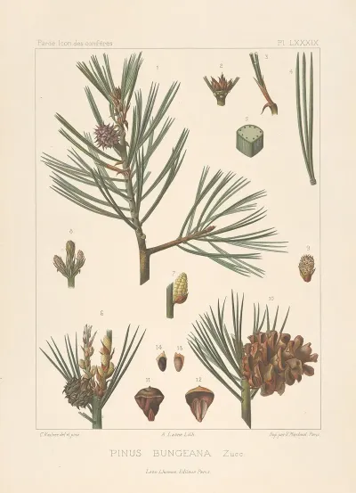 Iconographie Des Coniferes Pl 16