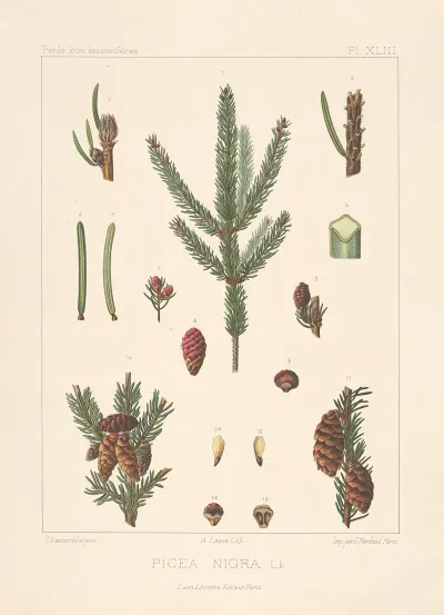 Iconographie Des Coniferes Pl 19