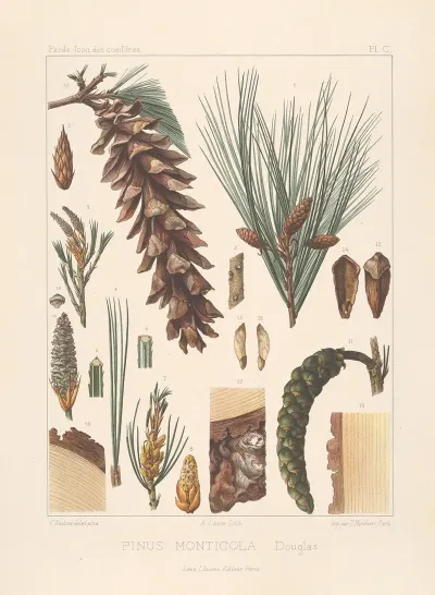 Iconographie Des Coniferes Pl 20
