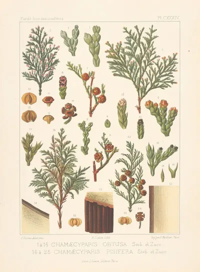 Iconographie Des Coniferes Pl 21