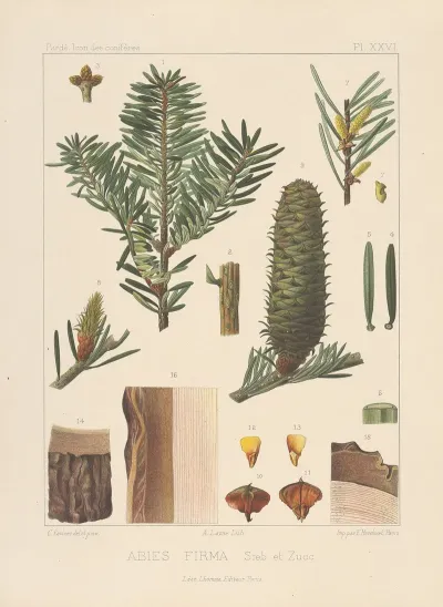 Iconographie Des Coniferes Pl 22