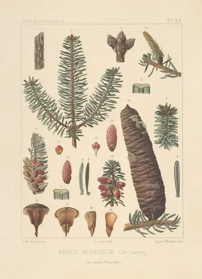Iconographie Des Coniferes Pl 28