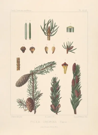 Iconographie Des Coniferes Pl 29
