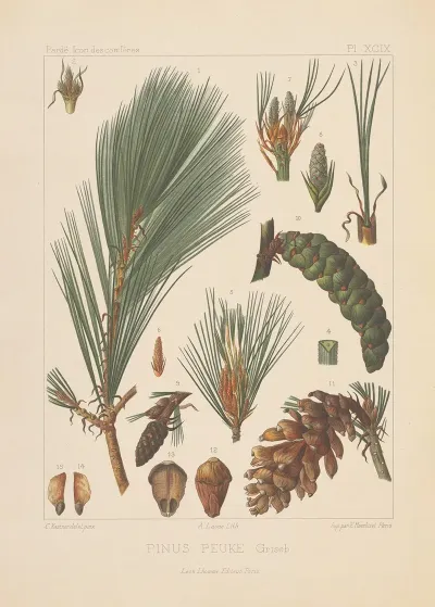 Iconographie Des Coniferes Pl 32