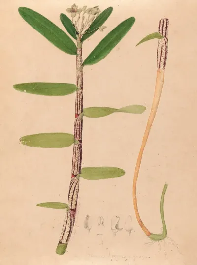 Iconographie Des Orchidees Du Bresil Pl 01