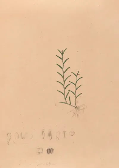 Iconographie Des Orchidees Du Bresil Pl 04