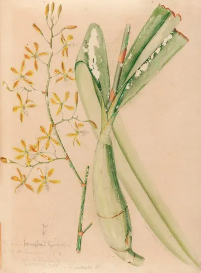 Iconographie Des Orchidees Du Bresil Pl 05