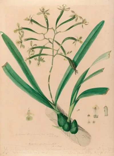 Iconographie Des Orchidees Du Bresil Pl 06