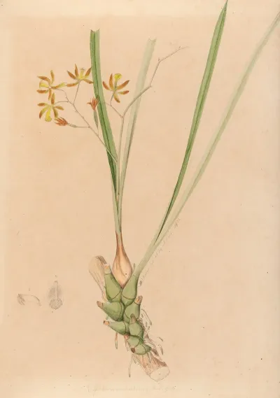 Iconographie Des Orchidees Du Bresil Pl 07