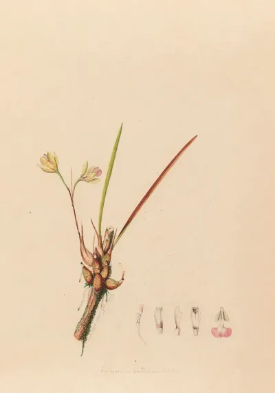 Iconographie Des Orchidees Du Bresil Pl 08