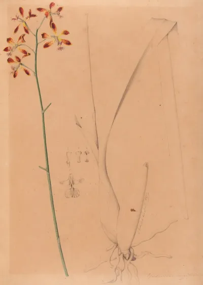 Iconographie Des Orchidees Du Bresil Pl 12