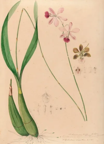 Iconographie Des Orchidees Du Bresil Pl 13