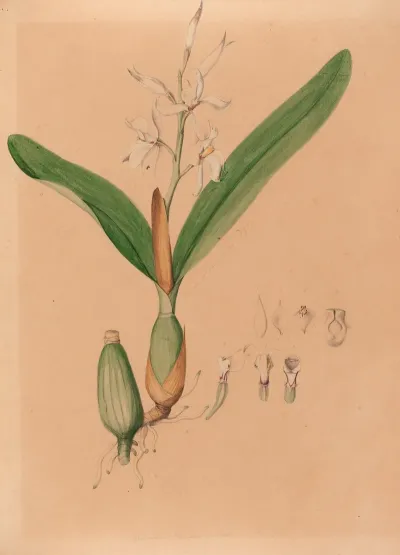 Iconographie Des Orchidees Du Bresil Pl 15