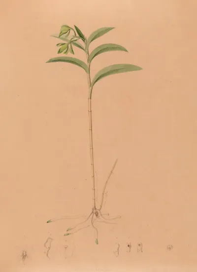 Iconographie Des Orchidees Du Bresil Pl 17