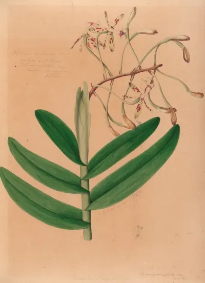 Iconographie Des Orchidees Du Bresil Pl 21