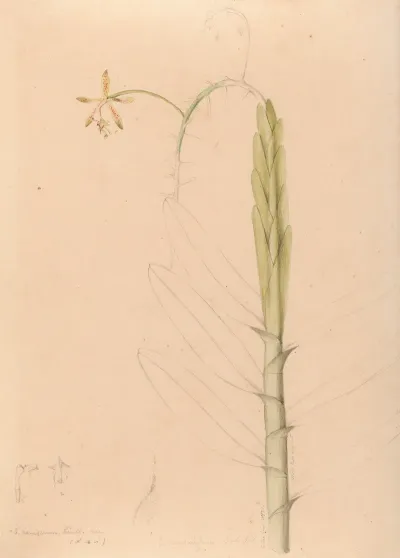 Iconographie Des Orchidees Du Bresil Pl 22