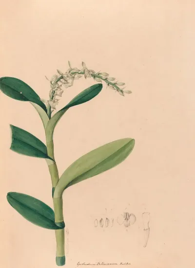 Iconographie Des Orchidees Du Bresil Pl 23