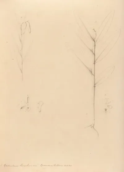 Iconographie Des Orchidees Du Bresil Pl 24