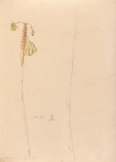 Iconographie Des Orchidees Du Bresil Pl 26
