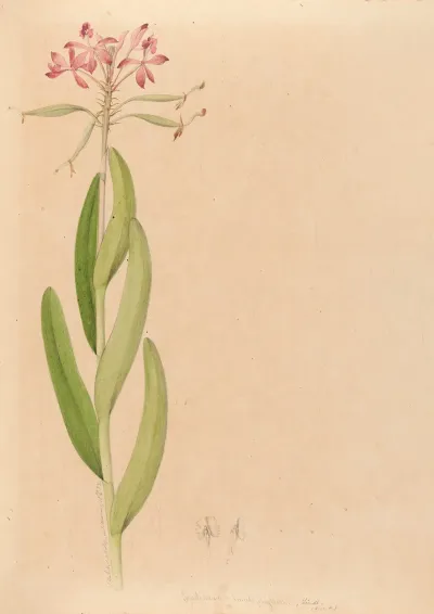 Iconographie Des Orchidees Du Bresil Pl 27
