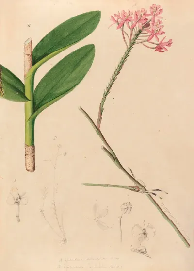 Iconographie Des Orchidees Du Bresil Pl 29