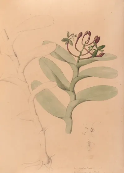 Iconographie Des Orchidees Du Bresil Pl 32
