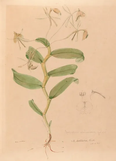 Iconographie Des Orchidees Du Bresil Pl 33