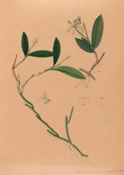 Iconographie Des Orchidees Du Bresil Pl 34