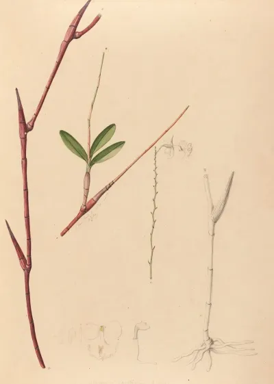 Iconographie Des Orchidees Du Bresil Pl 39