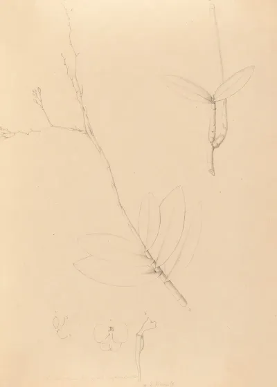 Iconographie Des Orchidees Du Bresil Pl 40