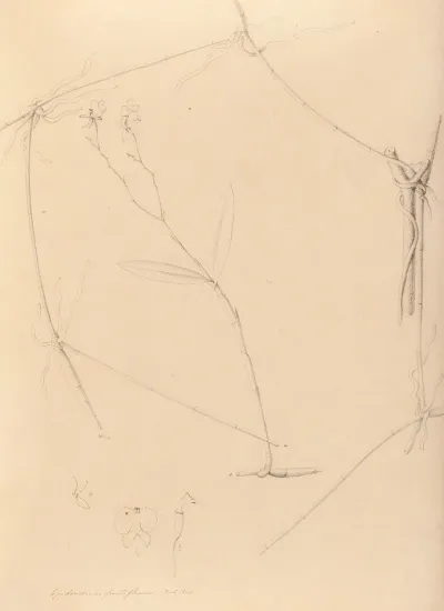 Iconographie Des Orchidees Du Bresil Pl 41