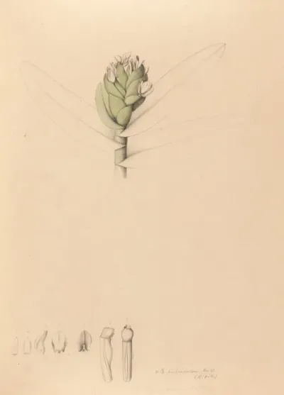 Iconographie Des Orchidees Du Bresil Pl 42