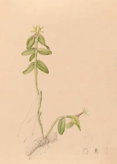 Iconographie Des Orchidees Du Bresil Pl 43