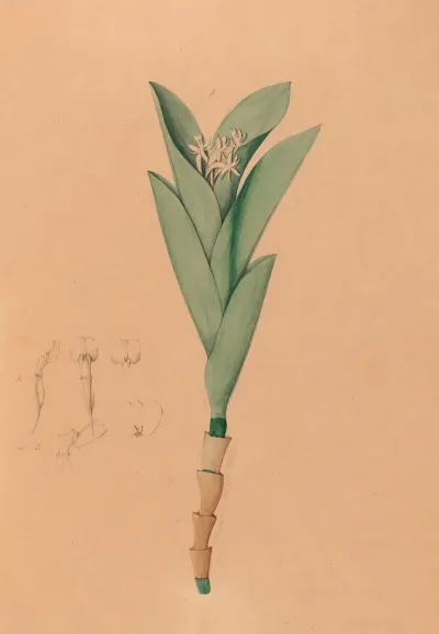 Iconographie Des Orchidees Du Bresil Pl 44