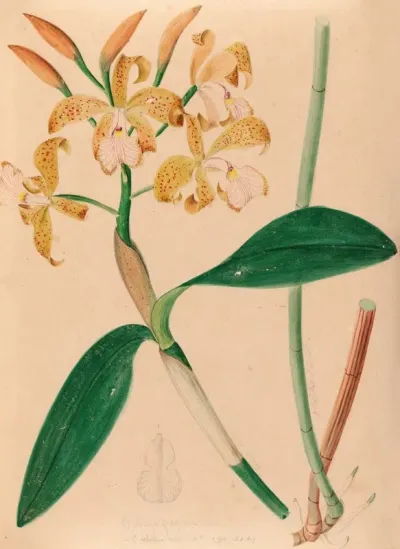 Iconographie Des Orchidees Du Bresil Pl 46