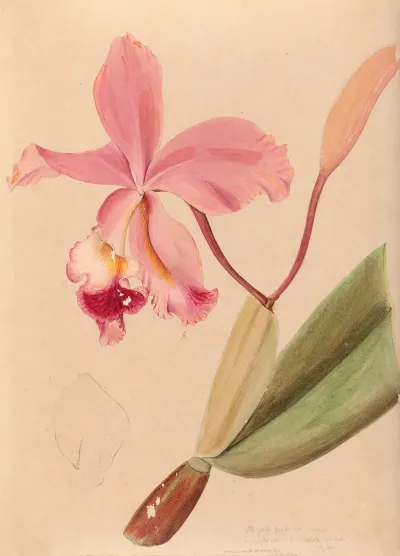 Iconographie Des Orchidees Du Bresil Pl 48