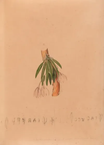 Iconographie Des Orchidees Du Bresil Pl 50