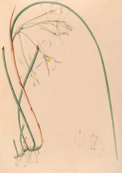 Iconographie Des Orchidees Du Bresil Pl 51