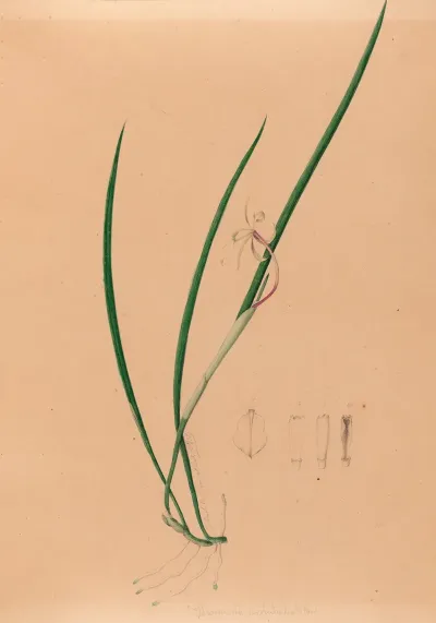 Iconographie Des Orchidees Du Bresil Pl 52