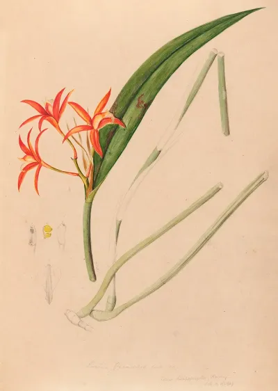 Iconographie Des Orchidees Du Bresil Pl 53
