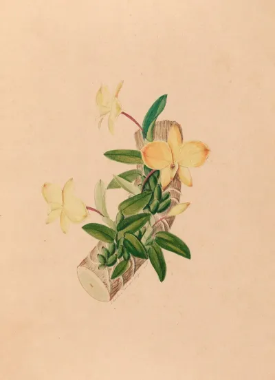Iconographie Des Orchidees Du Bresil Pl 55