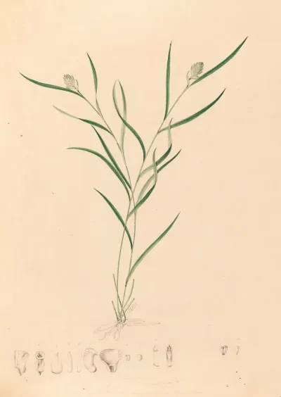 Iconographie Des Orchidees Du Bresil Pl 58
