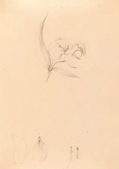 Iconographie Des Orchidees Du Bresil Pl 60