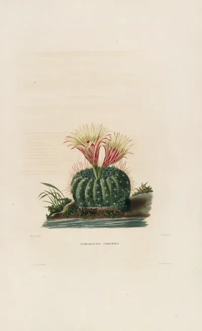 Iconographie Descriptive Des Cactees Pl 05