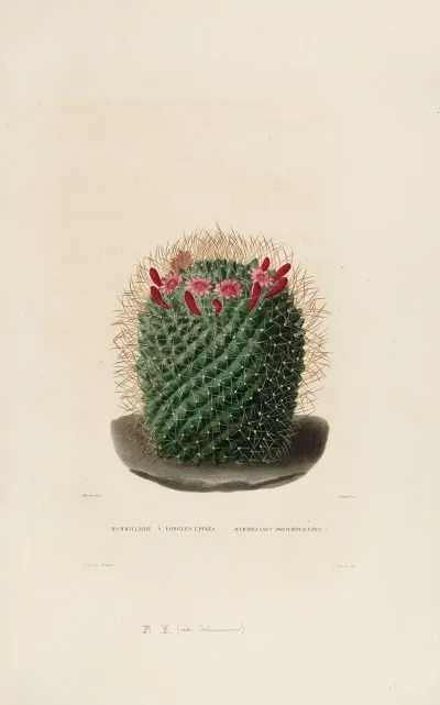 Iconographie Descriptive Des Cactees Pl 12