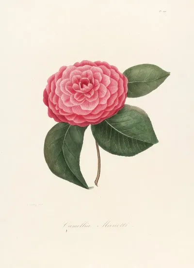 Iconographie Du Genre C̲a̲m̲e̲l̲l̲i̲a̲ Pl 009