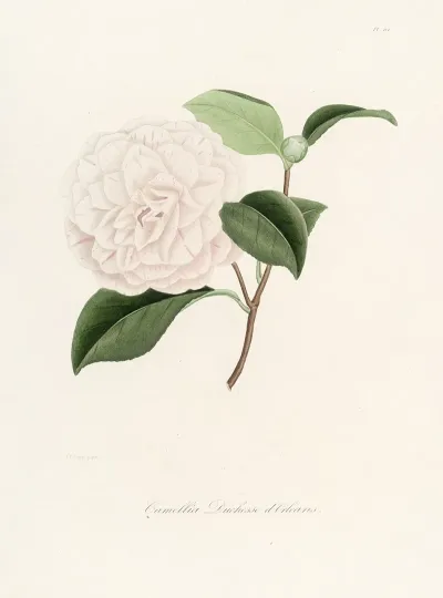 Iconographie Du Genre C̲a̲m̲e̲l̲l̲i̲a̲ Pl 012